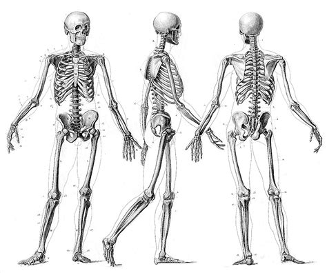 Find the skeleton. . Skeleton drawing ref